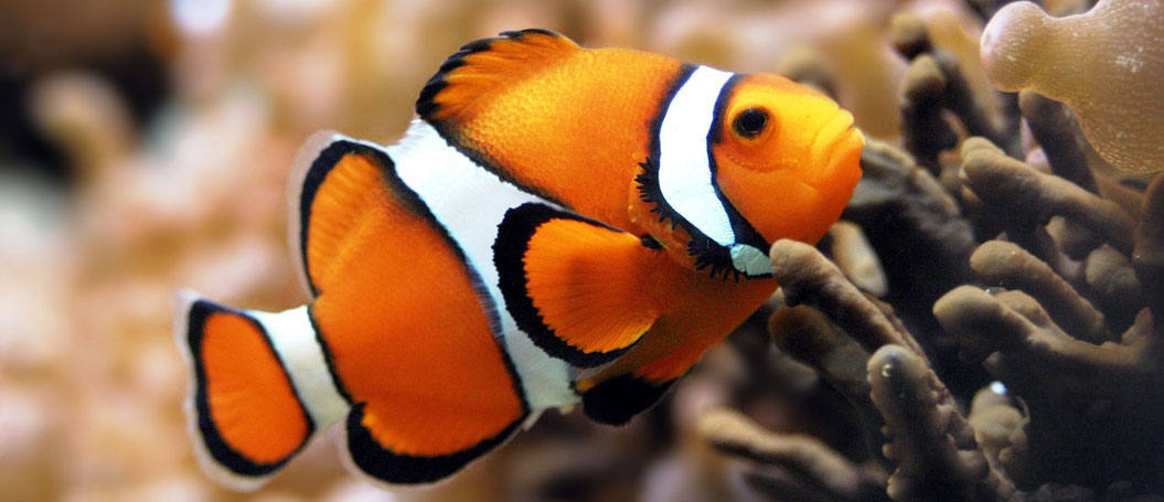 报复骗子轰炸神器