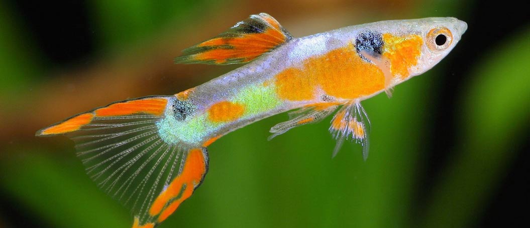 电话在线压测平台