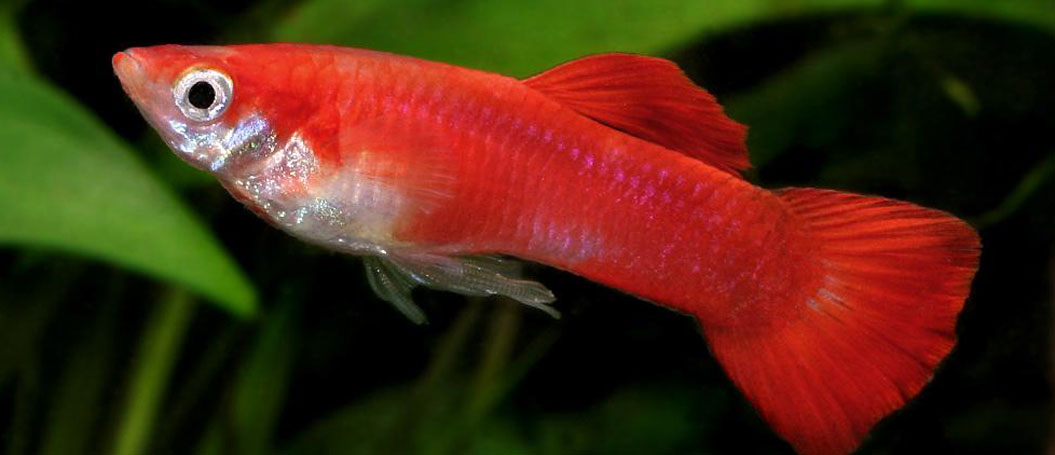 【功能对比测评】全面分析的电话轰炸业务网