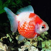 手机号连环呼叫软件