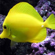 手机号连环呼叫软件